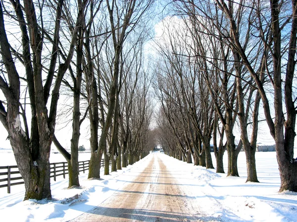 Zimní strom linkovaný lane — Stock fotografie