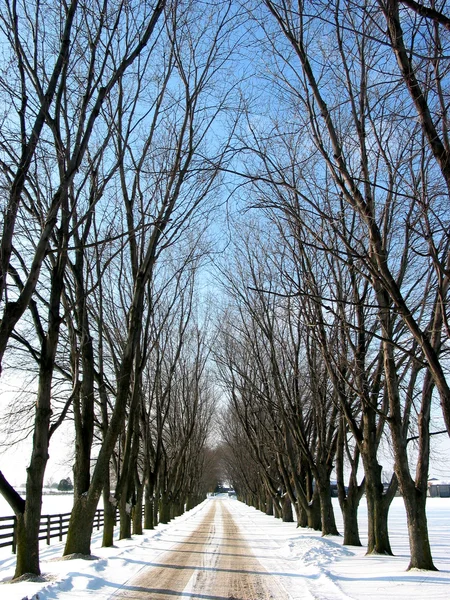 Переулок с зимними деревьями 1 — стоковое фото