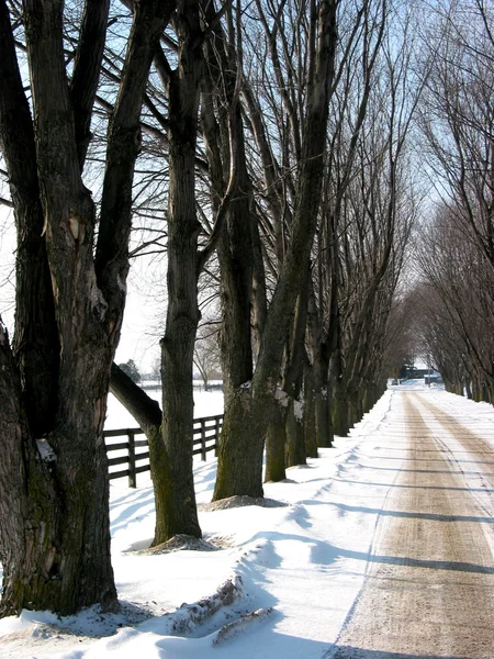 Winter bomen omzoomde lane 3 — Stockfoto