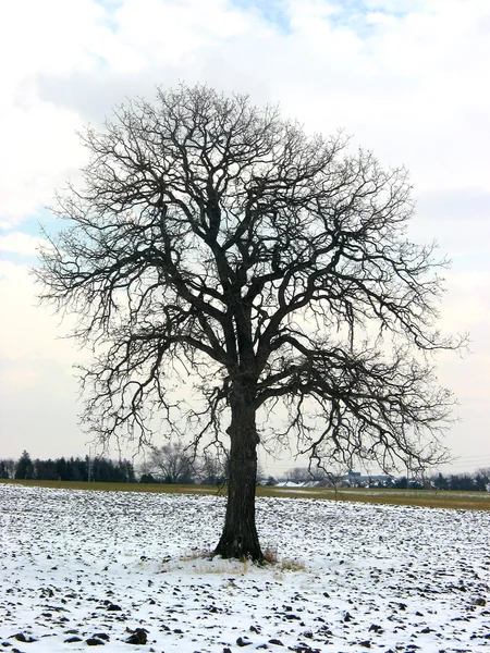 Árvore em um campo de inverno — Fotografia de Stock