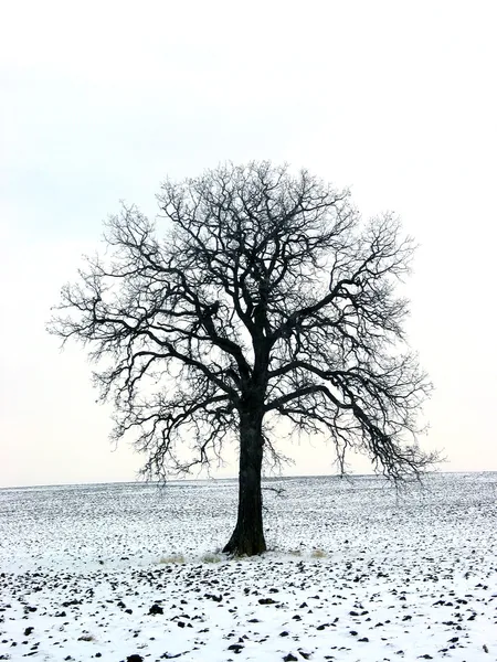 Дерево в зимнем поле 1 — стоковое фото