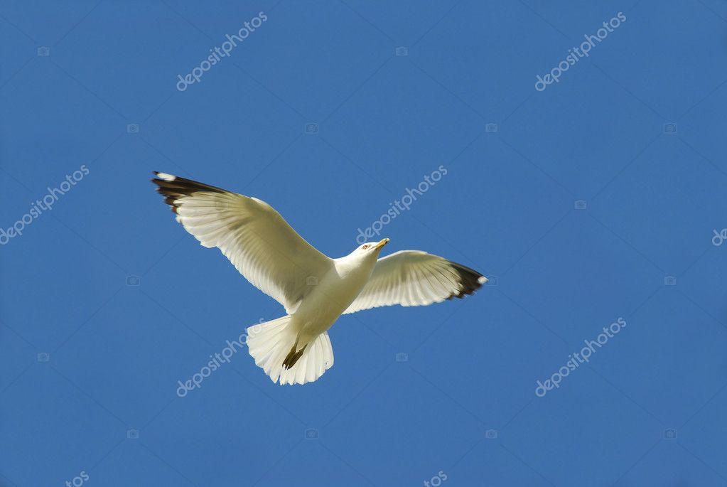 flying bird images