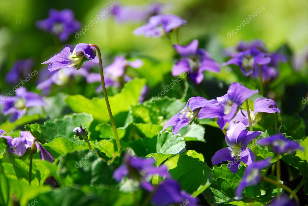 Flor silvestre violeta fotos de stock, imágenes de Flor silvestre violeta  sin royalties | Depositphotos