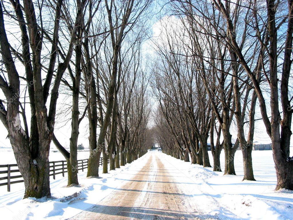 Winter tree lined lane
