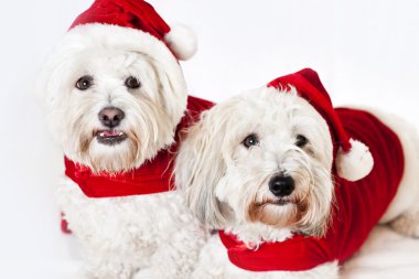 iki sevimli köpek Noel giysileri içinde