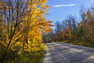 Fall forest road clipart
