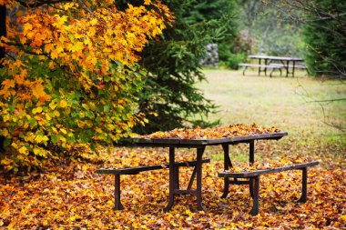 sonbahar yaprakları ile piknik masası