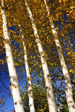 Birch trees in fall clipart