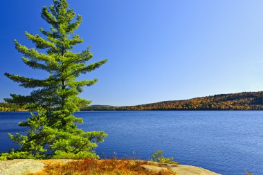 Pine tree at lake shore clipart