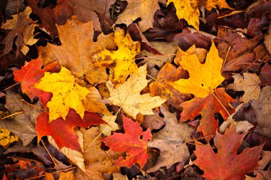 Fall leaves background clipart