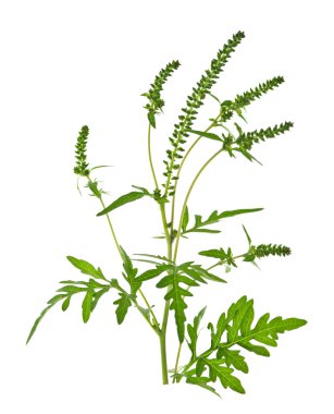 Ragweed plant clipart