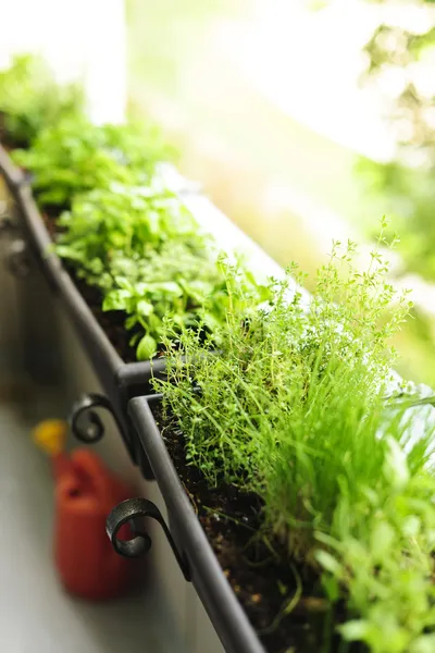 Balkon ogród ziołowy — Zdjęcie stockowe