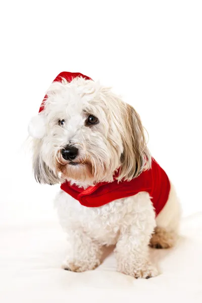 Cute dog in santa outfit — Stock Photo, Image