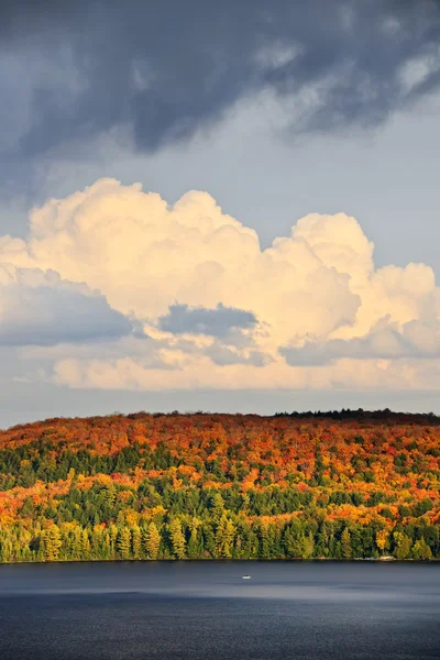 秋の森と湖 — ストック写真