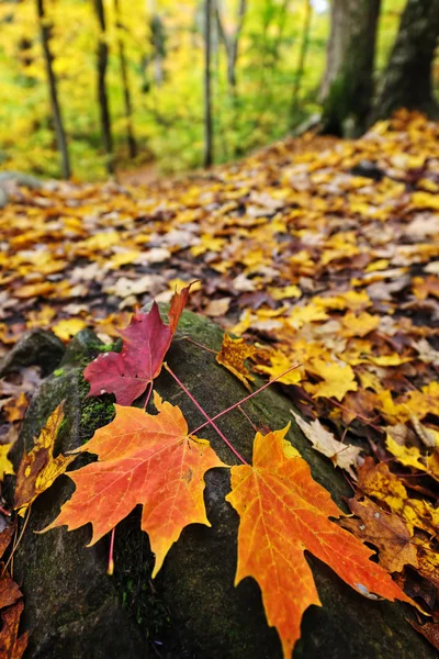 Jesienne liście w lesie — Zdjęcie stockowe