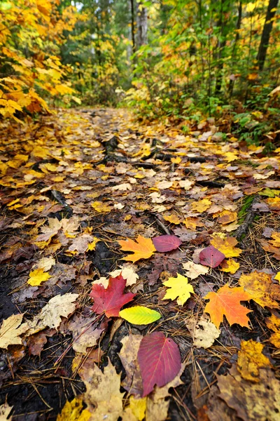 Chemin dans la forêt d'automne — Photo