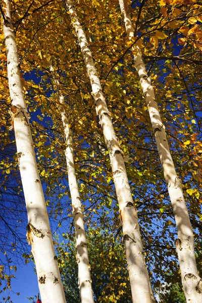 Berkenbomen in de herfst — Stockfoto
