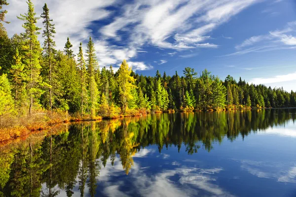 Forest reflecting in lake — Stock Photo, Image