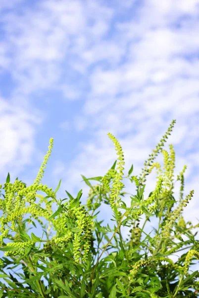 Planta de erva daninha — Fotografia de Stock