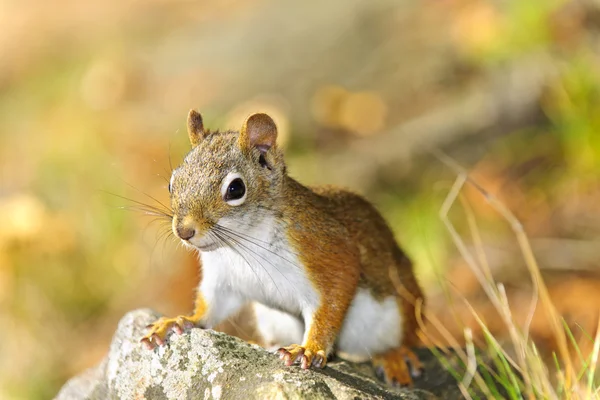 Vértes aranyos mókus — Stock Fotó