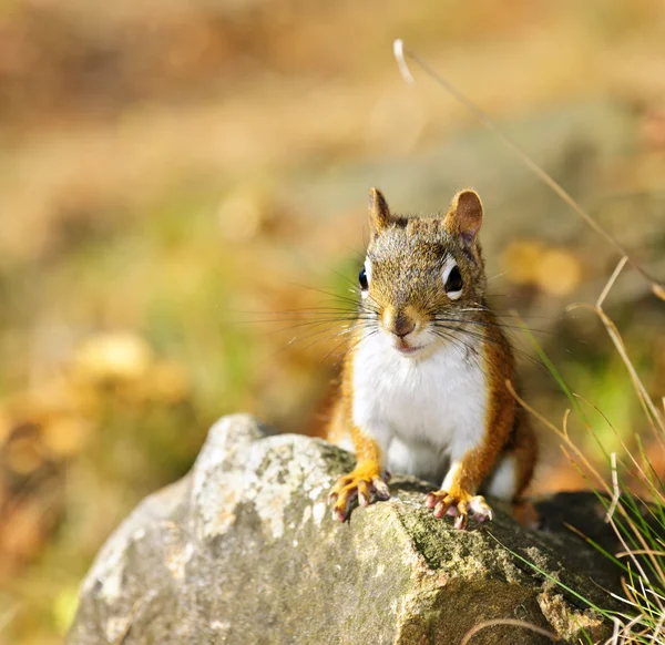 Bonito vermelho esquilo closeup — Fotografia de Stock