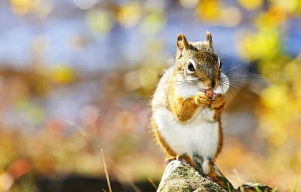 Schattige rode eekhoorn eten moer — Stockfoto