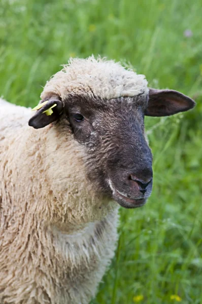 Πρόβατα σε ένα αγρόκτημα, σε εξωτερικούς χώρους — Φωτογραφία Αρχείου