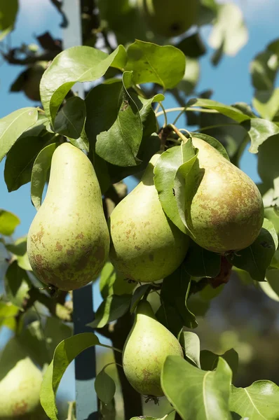 stock image Pears on the tree, variety Conference , close up