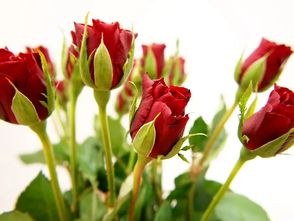 stock image Red roses