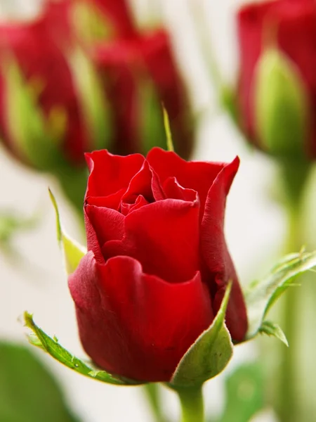 stock image Red roses