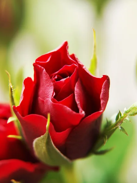 Rose rosse Foto Stock Royalty Free