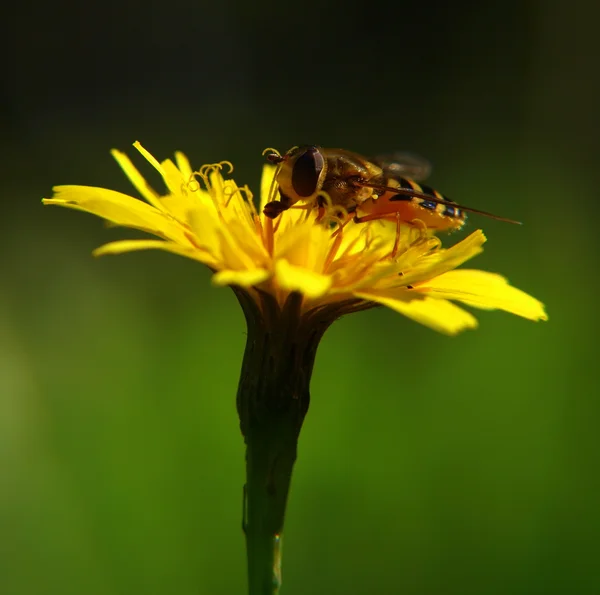 Abeja en flor — Foto de Stock