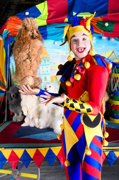 stock image Harlequin holding poodle