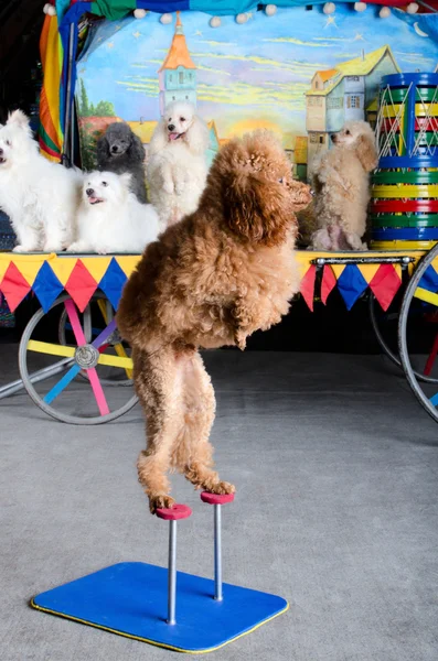 Red poodle standing — Stock Photo, Image