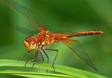 Skimmer dragonfly clipart