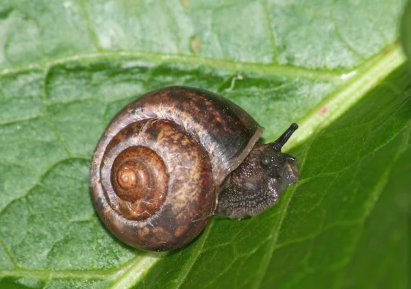 螺旋蜗牛 — 图库照片