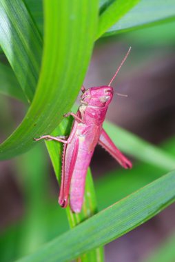 Pink grasshopper clipart