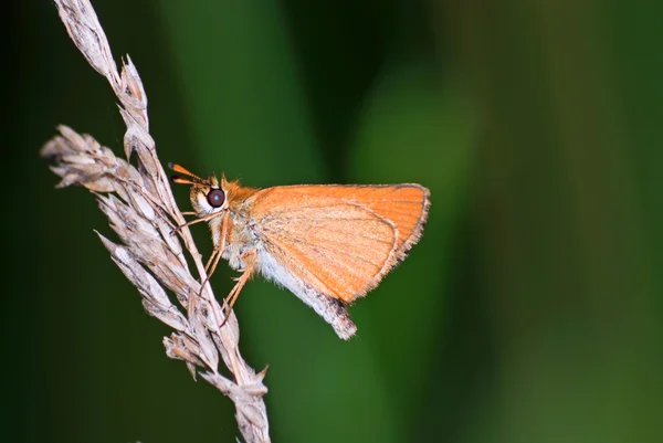 Skipper butterfly — Stock Photo, Image