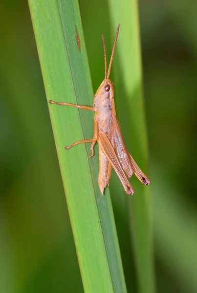 Krátké – horned kobylka — Stock fotografie
