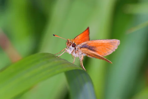Skipper papillon — Photo