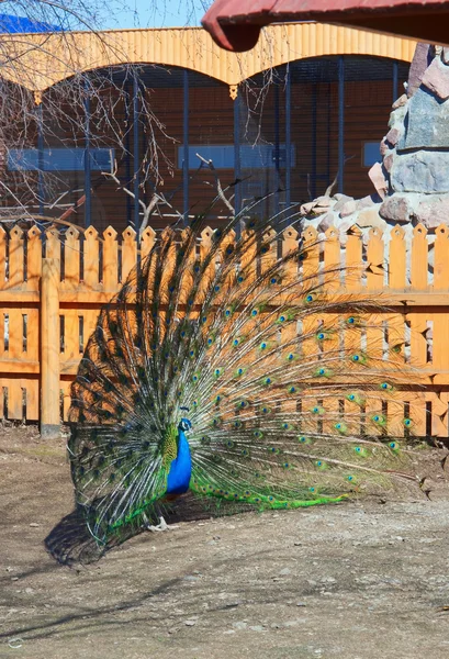 Peacock with flared out tail — Stock Photo, Image