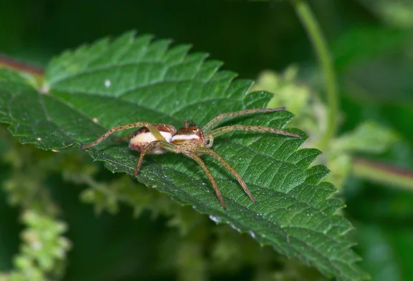 Forest spider — Stock Photo, Image