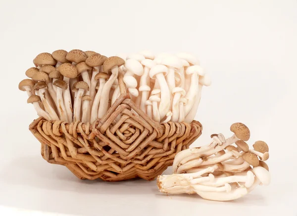 Cogumelos de Shimeji — Fotografia de Stock