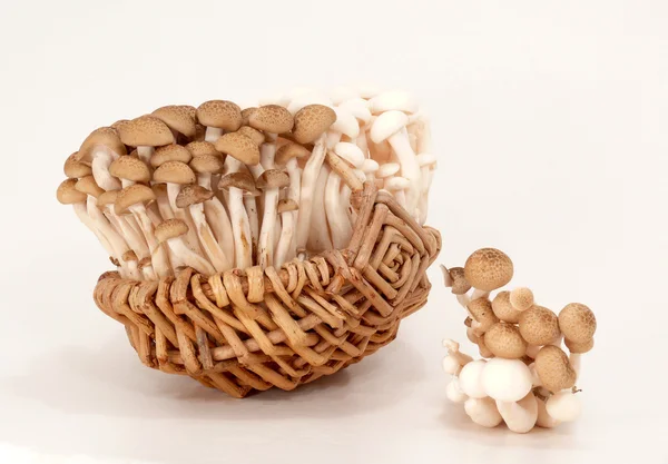 Cogumelos de Shimeji — Fotografia de Stock