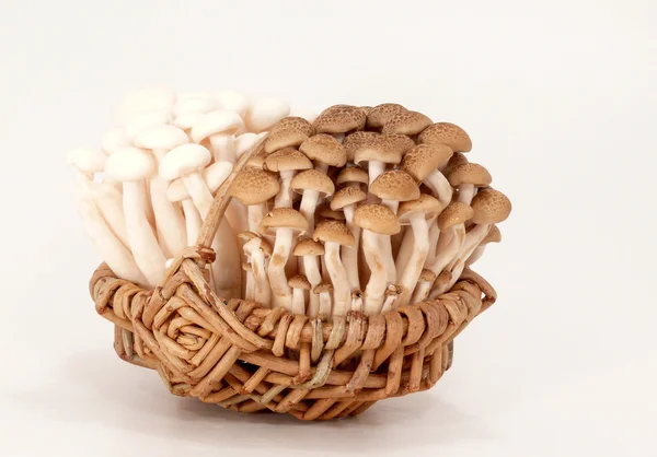 Shimeji houby — Stock fotografie
