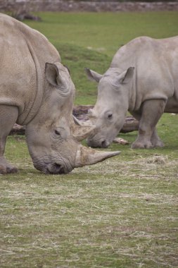 iki beyaz rhino yemek çimen