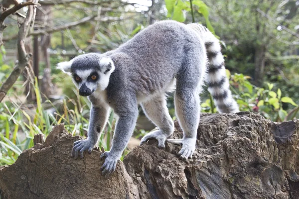 Lemur verkennen langs een branch — Stockfoto