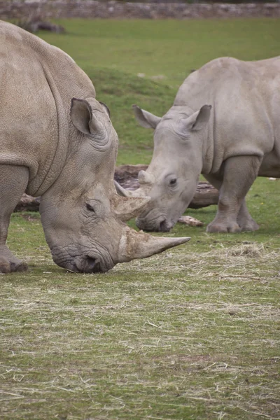 Stock image Two white rhino eating grass