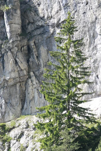 Larch before rock wall — Stock Photo, Image