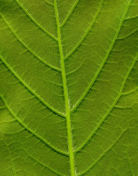 Parte de trás da folha verde, detalhe macro — Fotografia de Stock